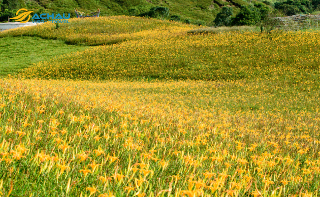 Say đắm giữa đồi hoa kim châm mộng mơ ở Hoa Liên Đài Loan 2