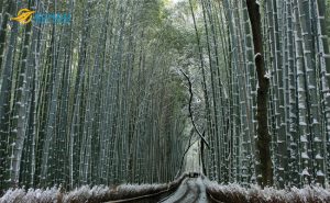 Chiêm ngưỡng cảnh đẹp thiên nhiên ở Nhật Bản