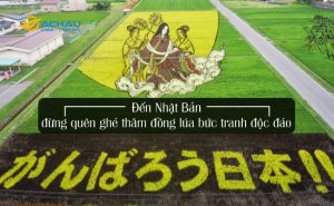 Đến Nhật Bản đừng quên ghé thăm đồng lúa bức tranh độc đáo