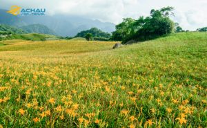 Say đắm giữa đồi hoa kim châm mộng mơ ở Hoa Liên Đài Loan