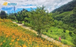 Say đắm giữa đồi hoa kim châm mộng mơ ở Hoa Liên Đài Loan 3