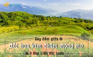 Say đắm giữa đồi hoa kim châm mộng mơ ở Hoa Liên Đài Loan